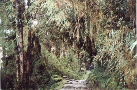 Tunnel on Trail