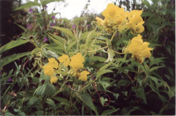 Wildflowers