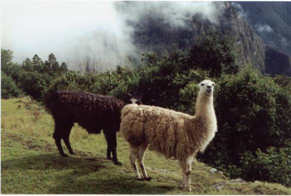 Llamas