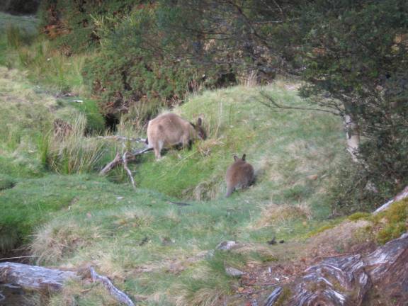 0612Wallabies@WaterfallValleyHut